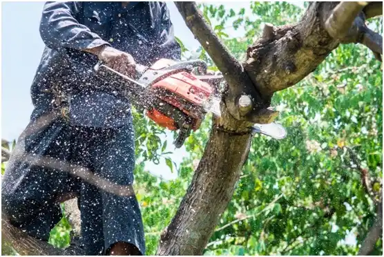 tree services Welcome